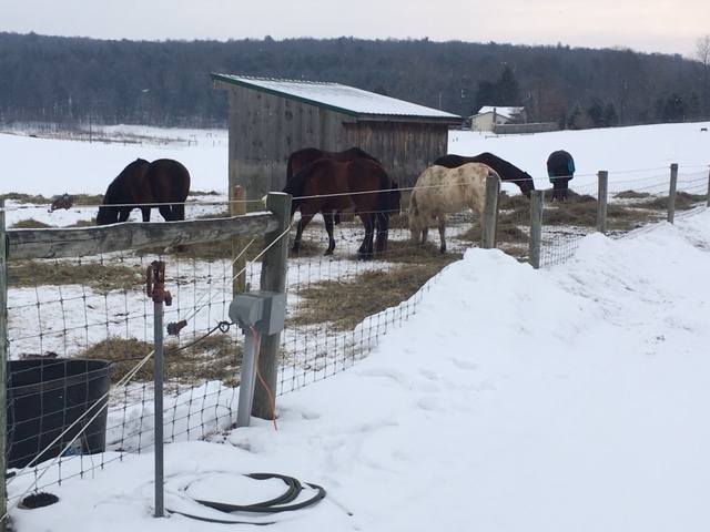 hay in snow