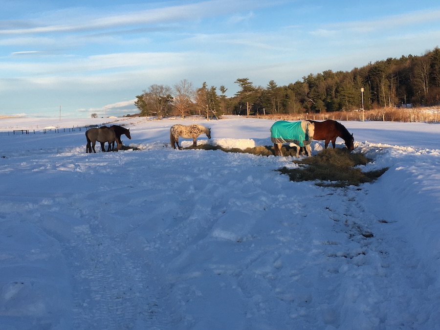 hay in snow