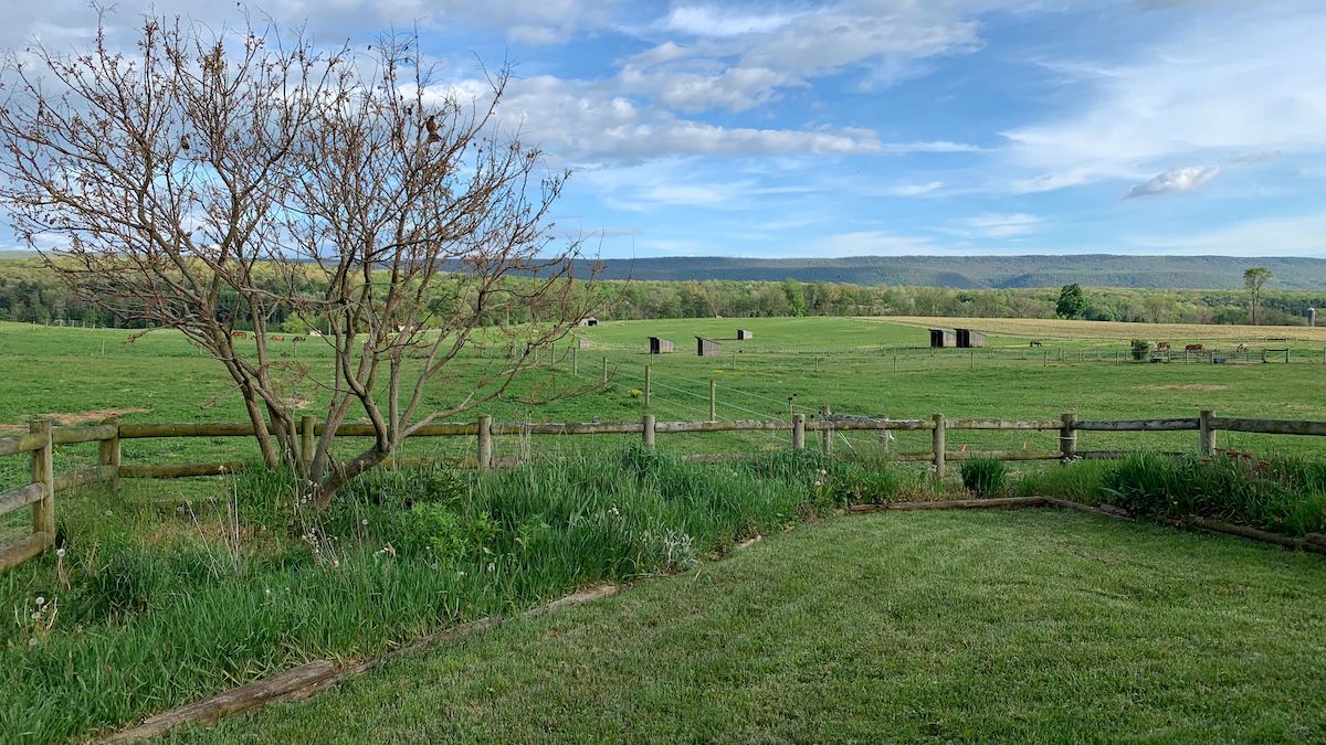 view from patio